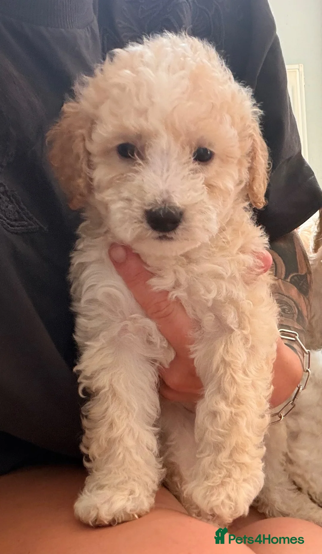 Cockapoo dogs for sale: Cockapoo puppies  - Advert 1