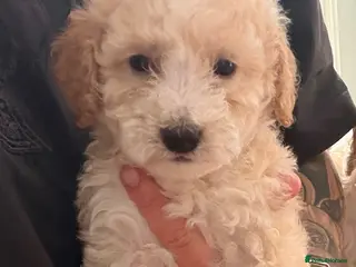 Cockapoo dogs Cockapoo puppies - Advert 1