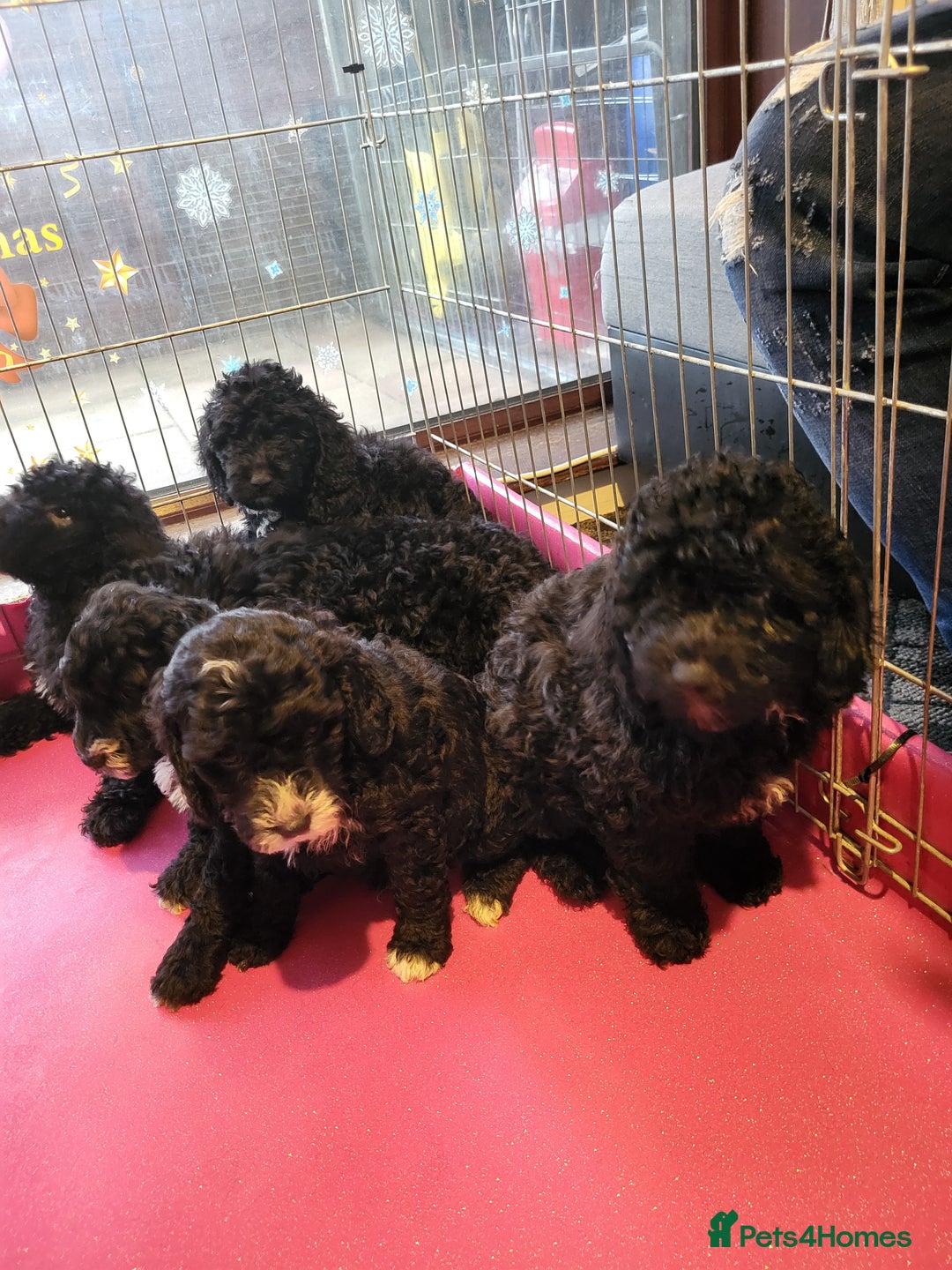 Miniature Poodle dogs for sale: For sale 4 gorgeous girls and 2 boys  - Advert 18
