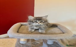 Siberian cats for sale: Stunning Siberian Kittens - Image 6