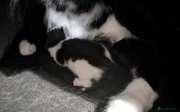 Domestic Shorthair cats for sale: Cute little black and white kitten - Advert 18