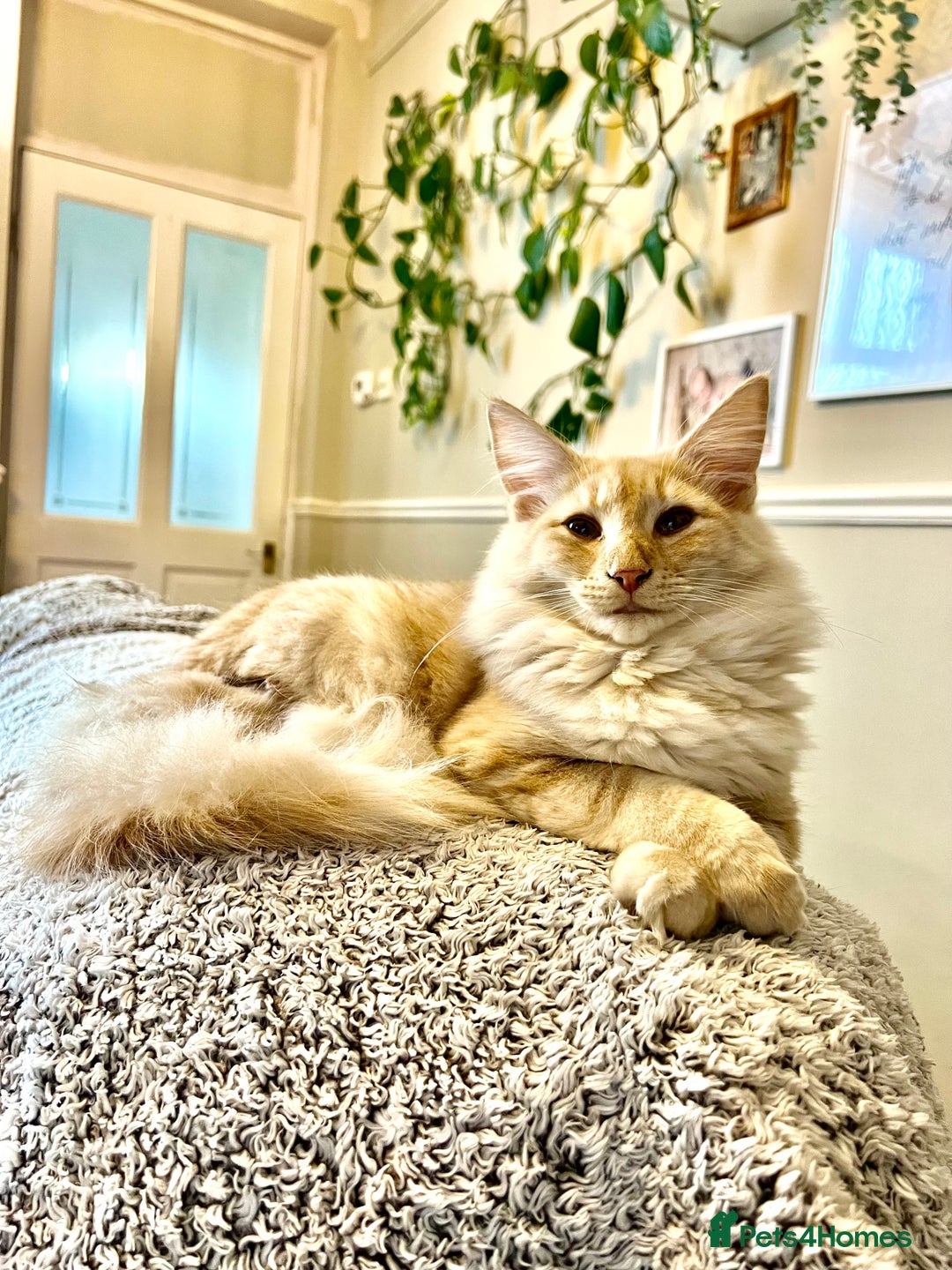 Norwegian Forest Cat cats for sale: Full FIFe pedigree Norwegian Forest Kittens  in Normanton - Image 1