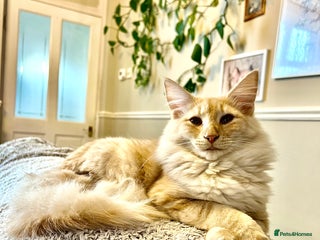 Norwegian Forest Cat cats in Normanton - Advert 1