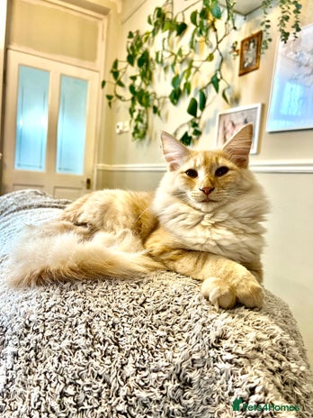 Norwegian Forest Cat cats in Normanton - Advert 1