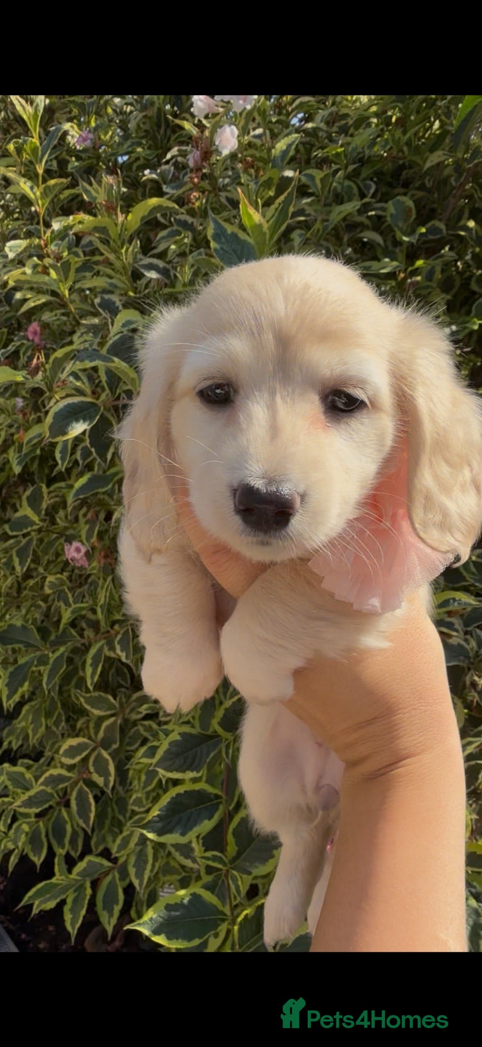 Dachshund dogs Pedigree Miniature (Long Haired) Dachshund Puppies - Advert 17
