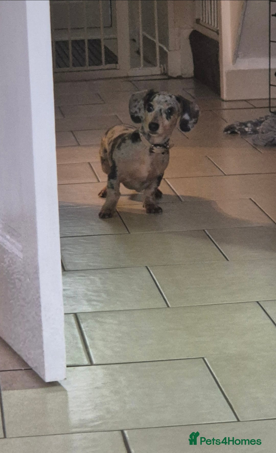 Dachshund dogs for sale: Miniture dachshund  - Image 2