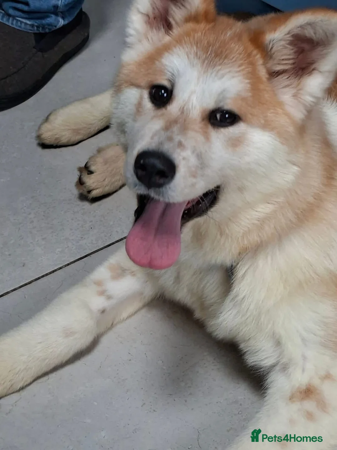 Mixed Breed dogs for adoption: Davina - north Walsham Norfolk  - Advert 7