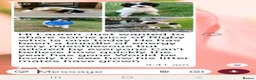 Cockapoo dogs for sale: 2 F1b Cockapoo Boys. DNA HEALTH TESTED - Advert 31