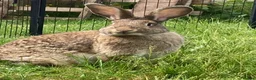 Continental Giant rabbits for sale: Continental Giant female - Advert 3