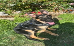 German Shepherd dogs for sale: German shepherd male - Image 4