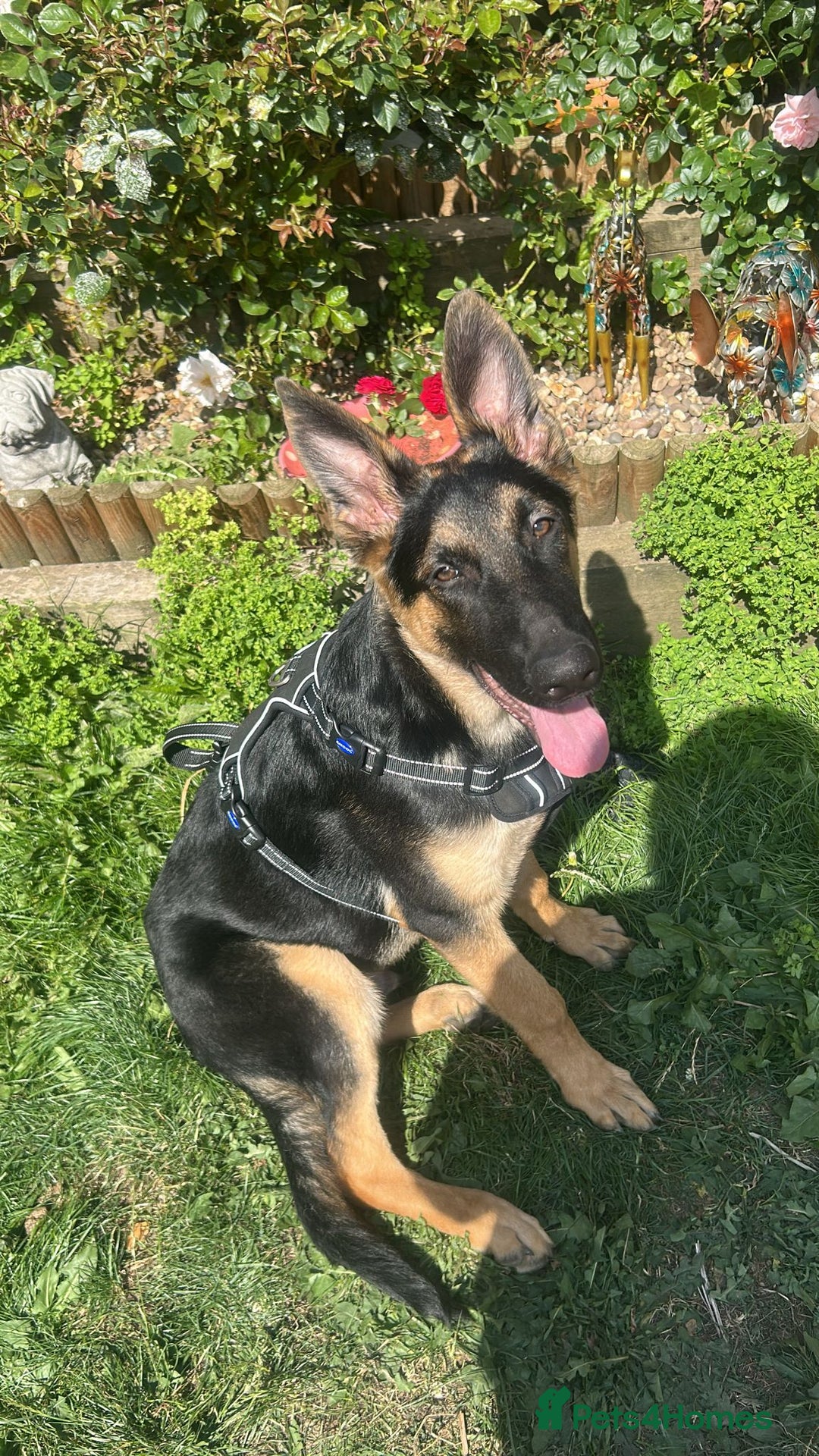 German Shepherd dogs for sale: German shepherd male - Image 4