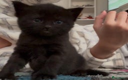 Ragdoll cats for sale: Kittens for sale - Image 4