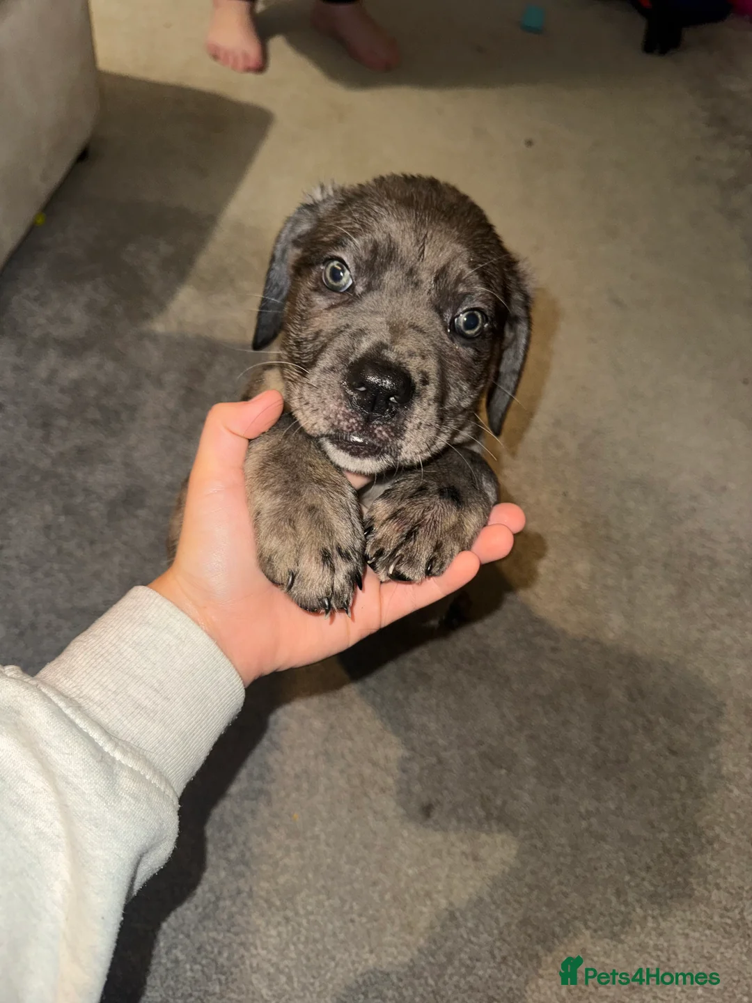 Cane Corso dogs for sale: Cane corso puppies last two boys ready to go now - Advert 4
