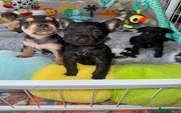 Mixed Breed dogs for sale: French yorkie (frorkie) puppies  - Image 4