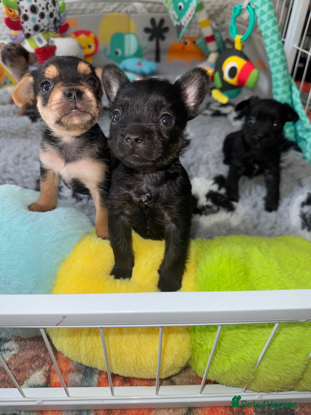 Mixed Breed dogs for sale: French yorkie (frorkie) puppies  - Image 4