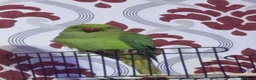 Ringnecks birds for sale: One year old and baby Indian ringneck  - Advert 5