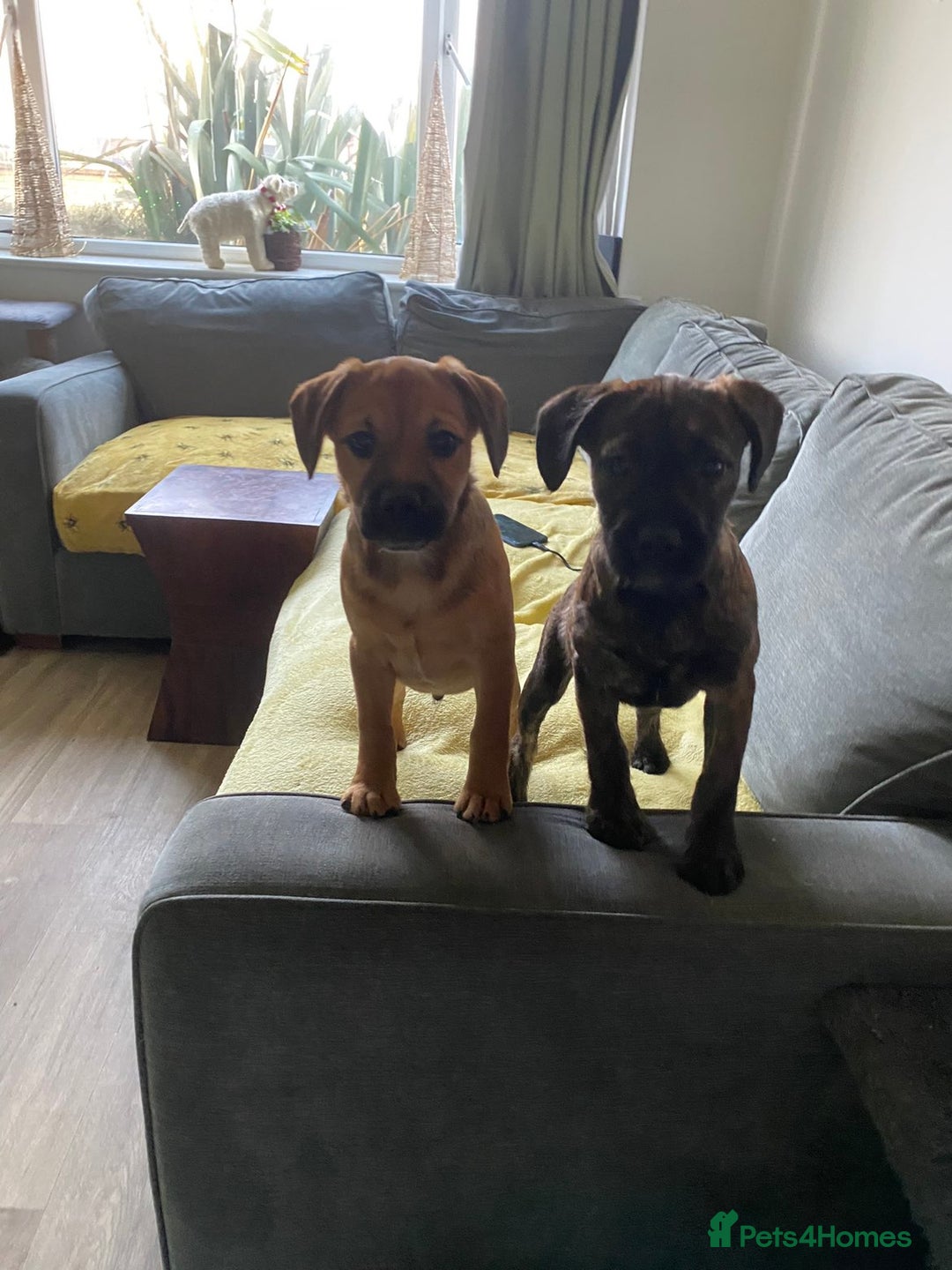 Mixed Breed dogs for sale: Puppies for sale !! 🐾 - Advert 2