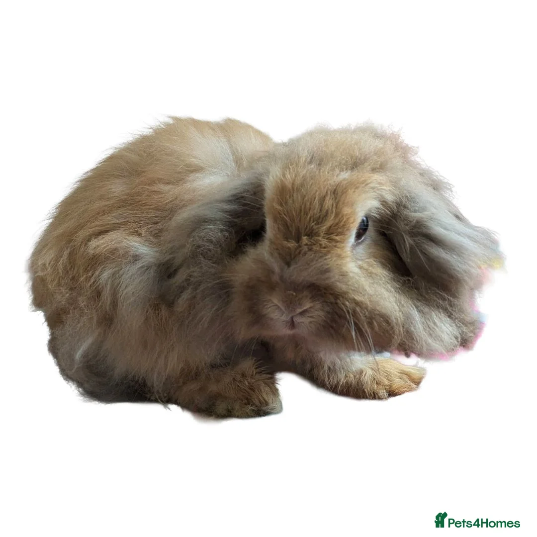 Lionhead rabbits for sale: Double lionhead mini lop Fawn Doe 3 years old - Advert 1
