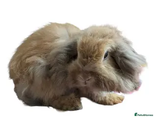 Lionhead rabbits Double lionhead mini lop Fawn Doe 3 years old - Advert 4