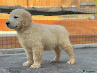 Golden Retriever dogs Golden retrievers - Advert 7