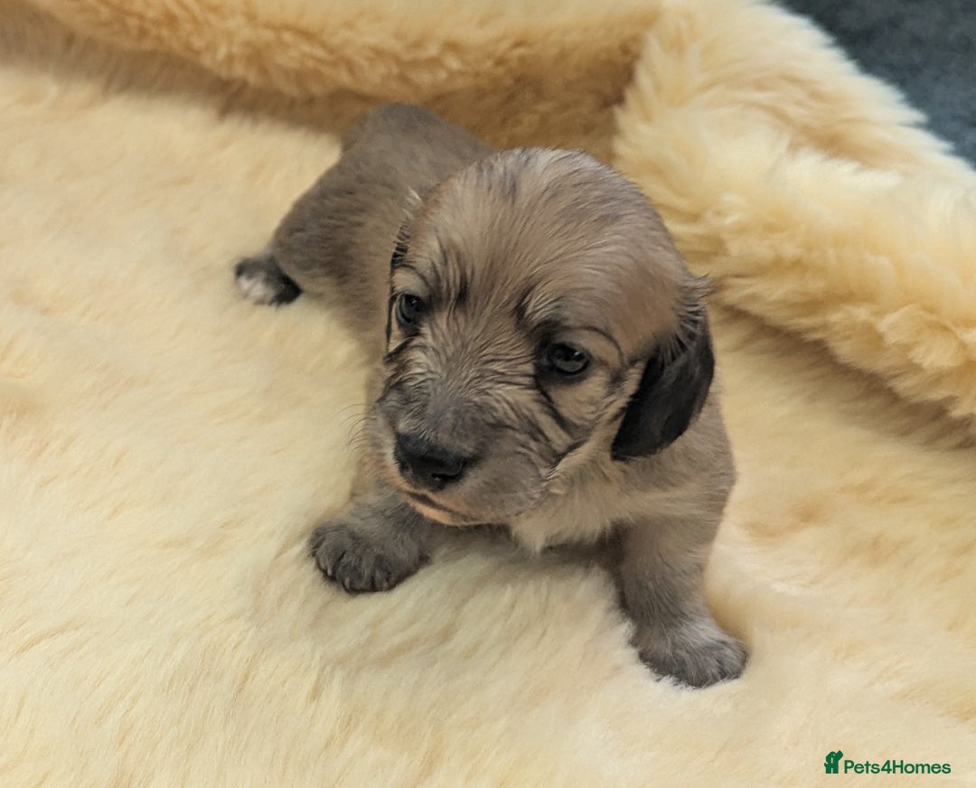 Dachshund dogs for sale: Long haired miniature Dachshunds  - Image 19