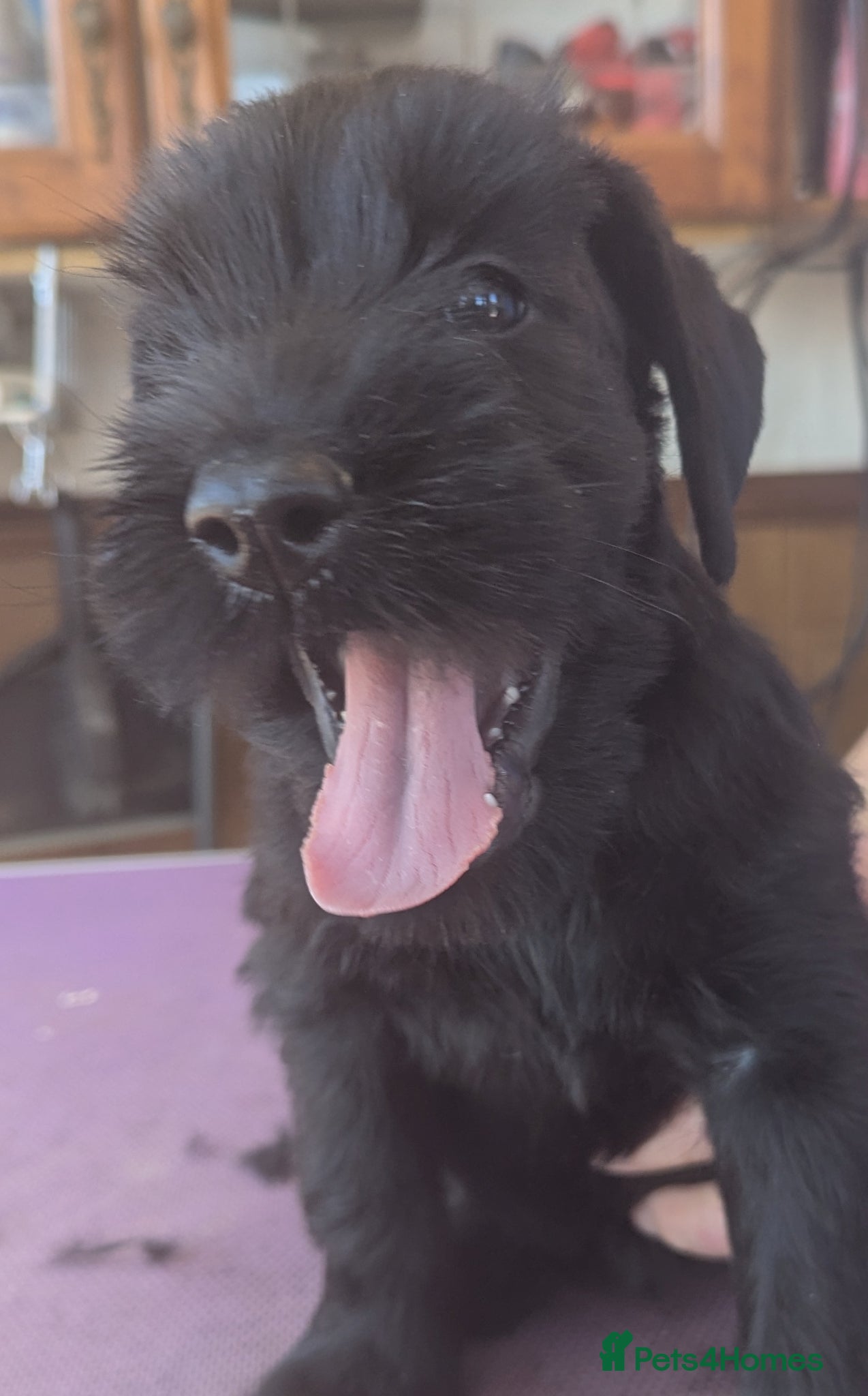 Giant Schnauzer dogs Hi,my name's Elka!!!! - Advert 1