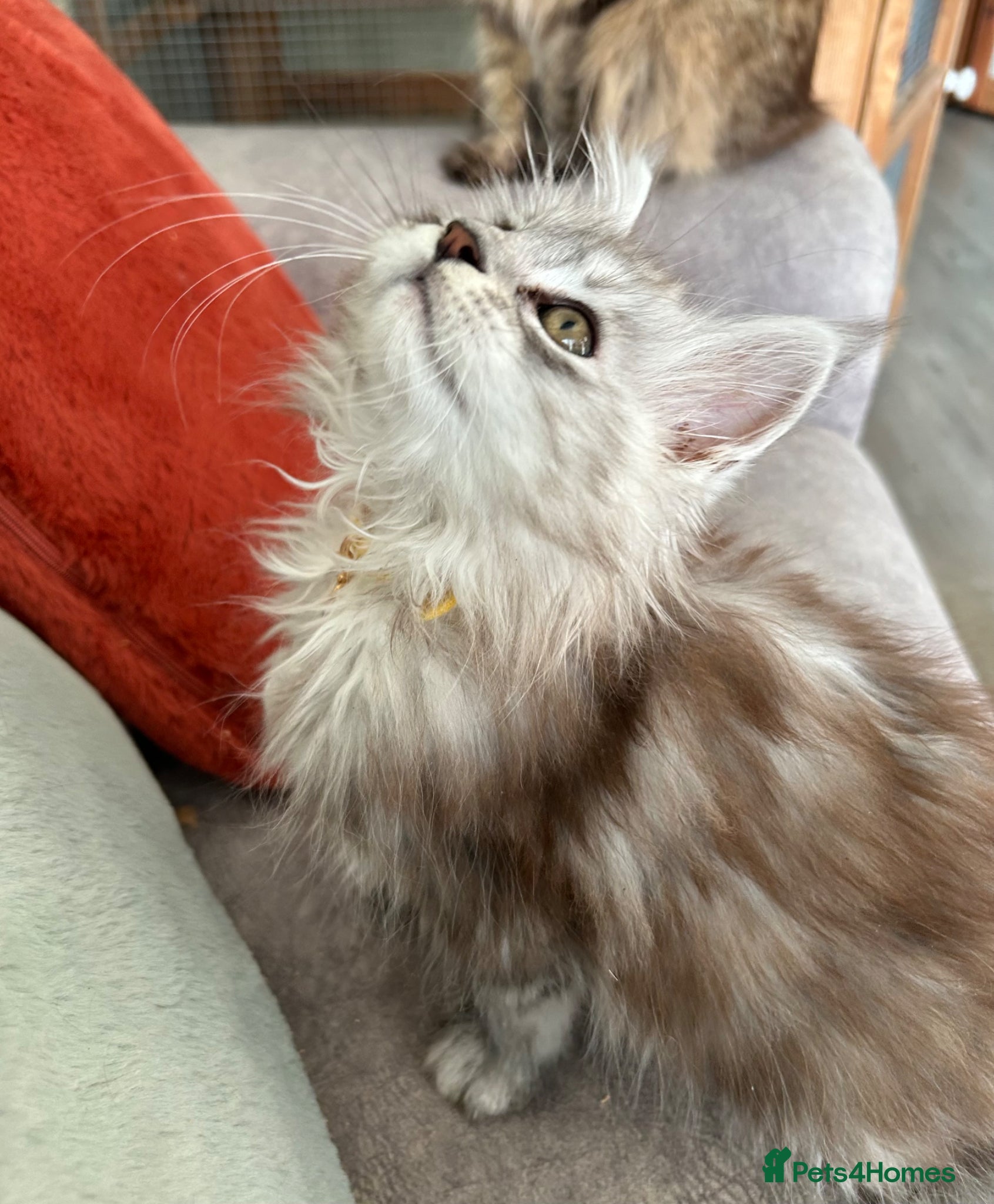 Maine Coon cats Polydactyl Mainecoon kitten healthy happy babies - Advert 1