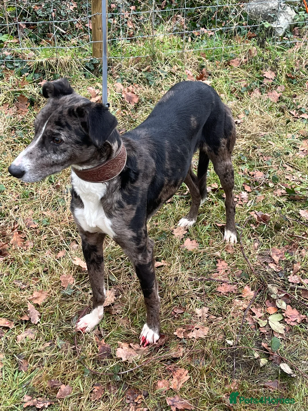 Lurcher dogs for stud: Gorgeous Blue Merle dog  - Advert 5