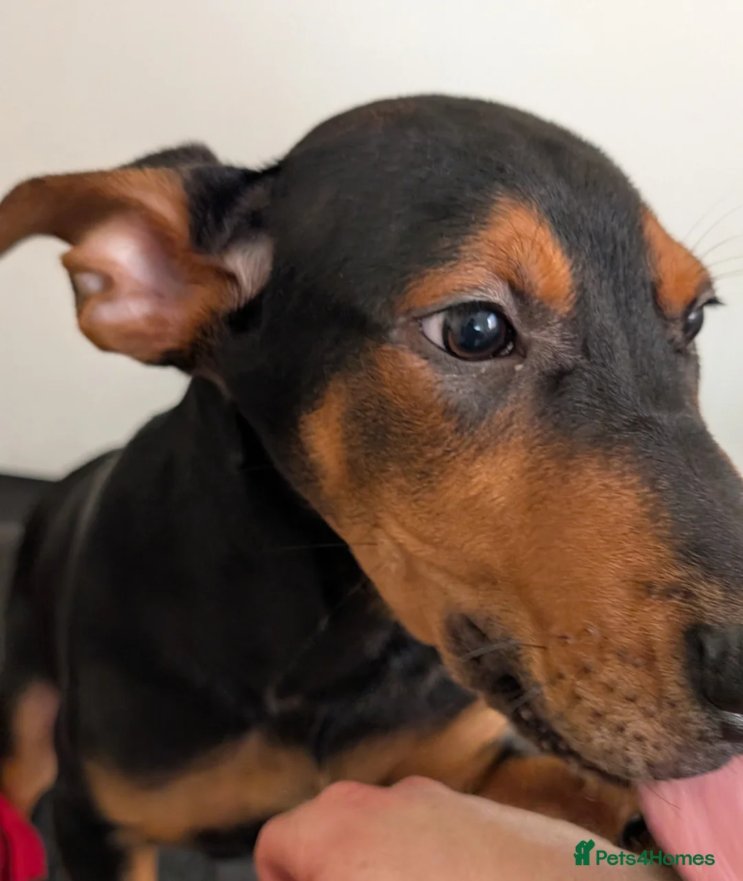 Mixed Breed dogs for sale: 1 boy available🐕🐾Kelpie x Chinese Red Dog - Advert 2