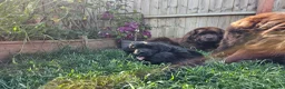 Newfoundland dogs for sale: Beautiful Newfoundland puppies  - Advert 10