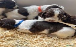 English Springer Spaniel dogs for sale: Working English springer spaniel puppies  - Image 29