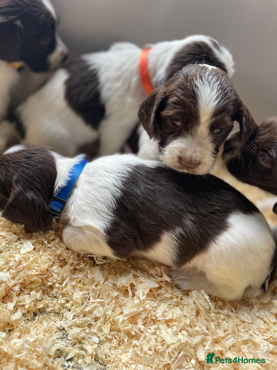English Springer Spaniel dogs for sale: Working English springer spaniel puppies  - Image 29