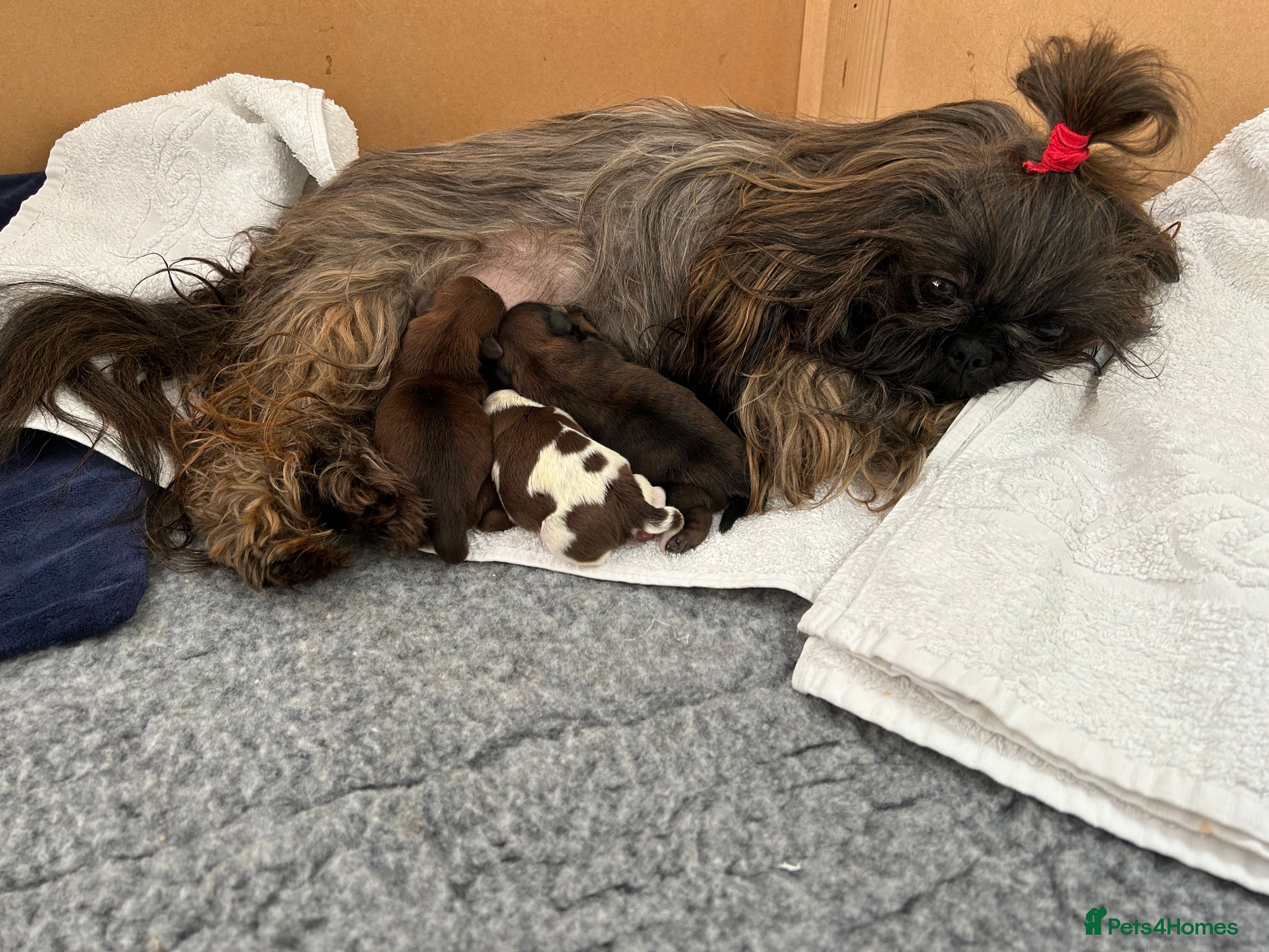 Shih Tzu dogs Shih Tzu puppies - Advert 3