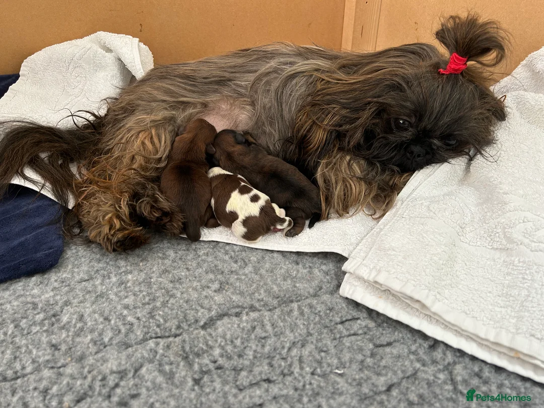 Shih Tzu dogs for sale: Shih Tzu puppies - Advert 1