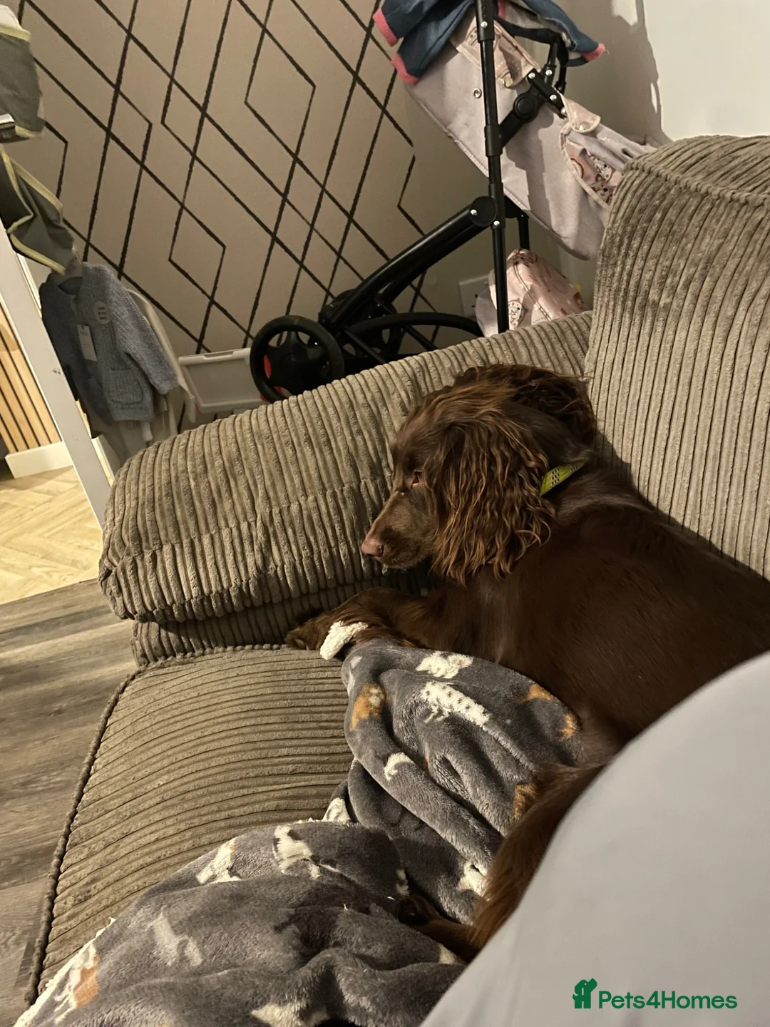 Cocker Spaniel dogs for sale: Meet milo the Loveing bouncy cocker spaniel  - Advert 4