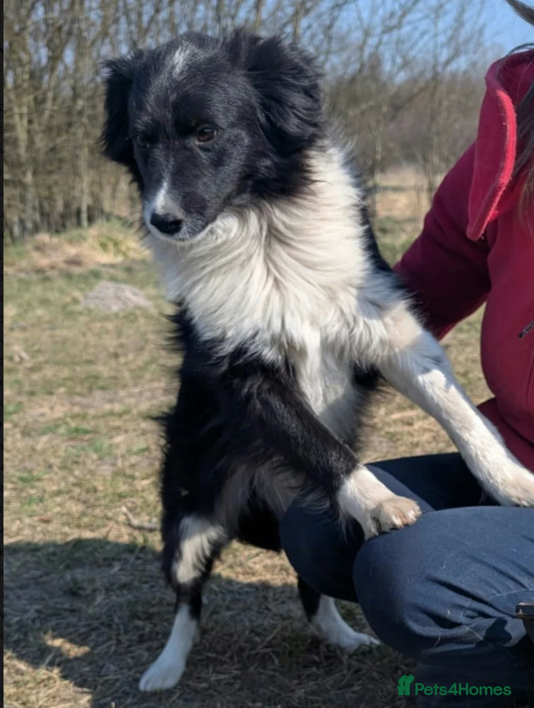 Border Collie dogs for adoption: 🐾 MAX – Border Collie - Advert 2