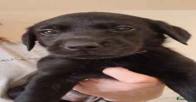 Labrador Retriever dogs - Advert 5