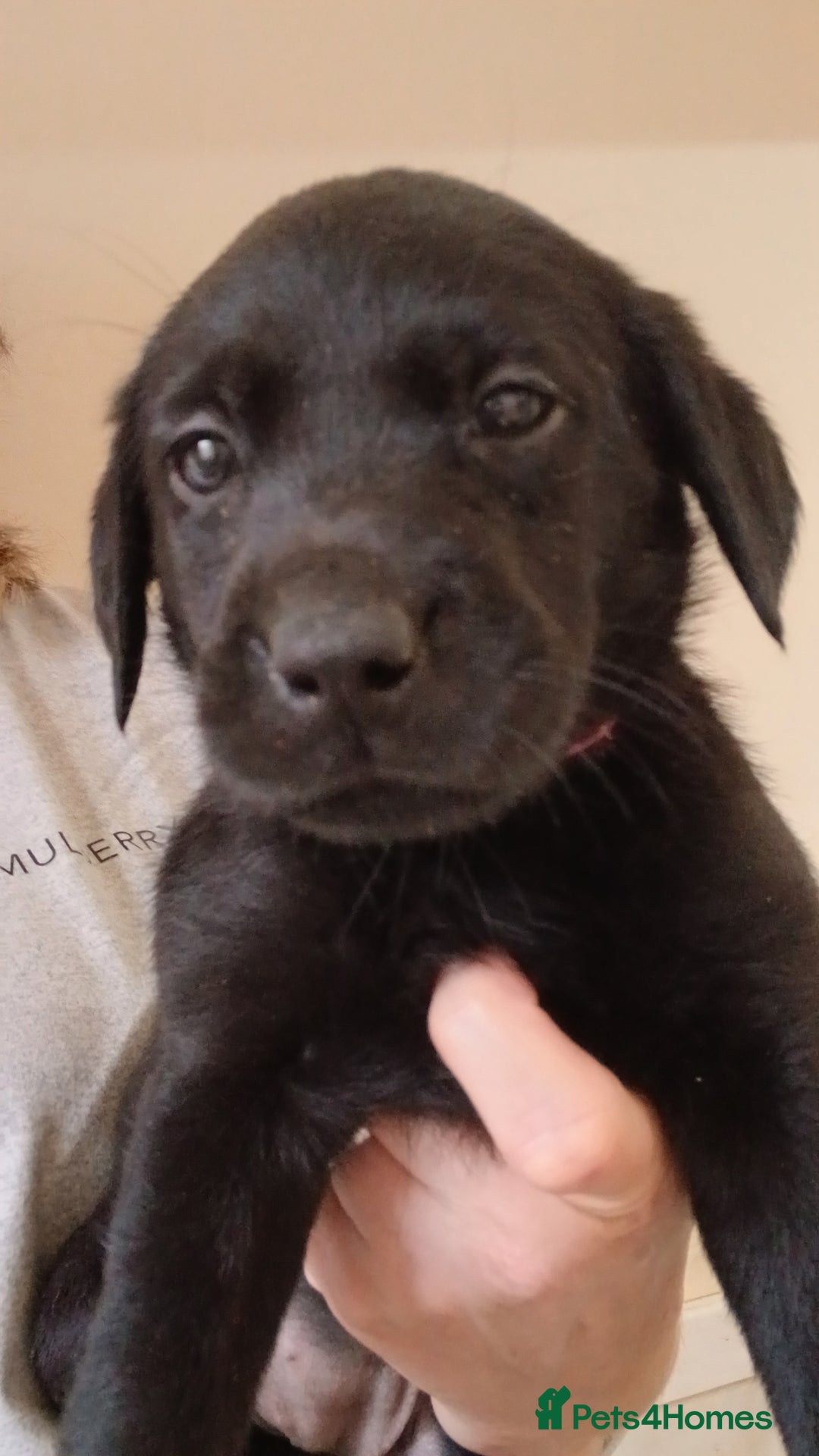 Labrador Retriever dogs for sale: Black and chocolate labrador puppies - Image 2