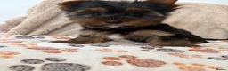 Yorkshire Terrier dogs for sale: Beautiful Yorkshire terrier pups🩵🩷 - Advert 5