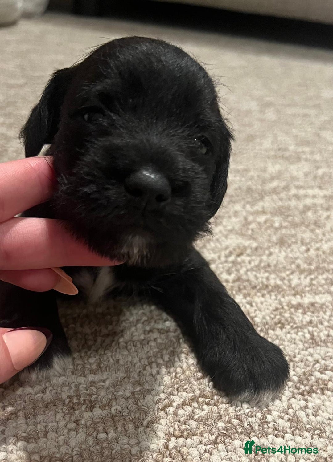 Miniature Schnauzer dogs for sale: beautiful litter  of miniature schnauzers - Advert 8