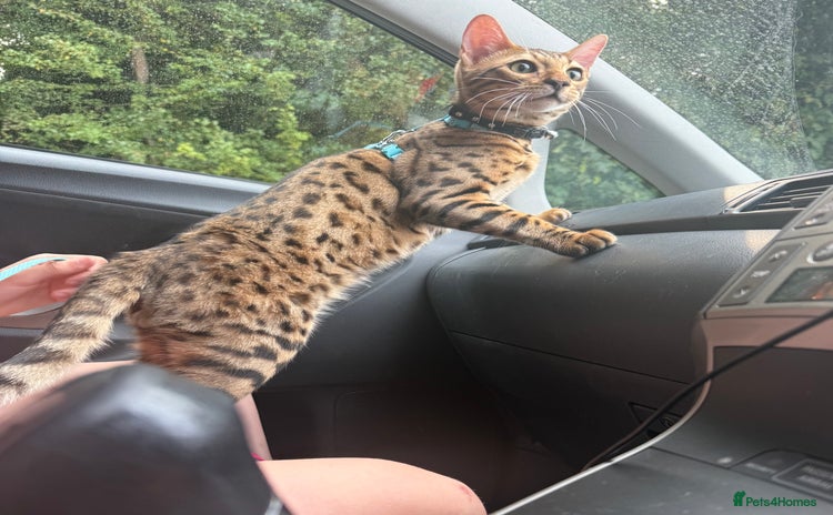 Bengal cats - Advert 13
