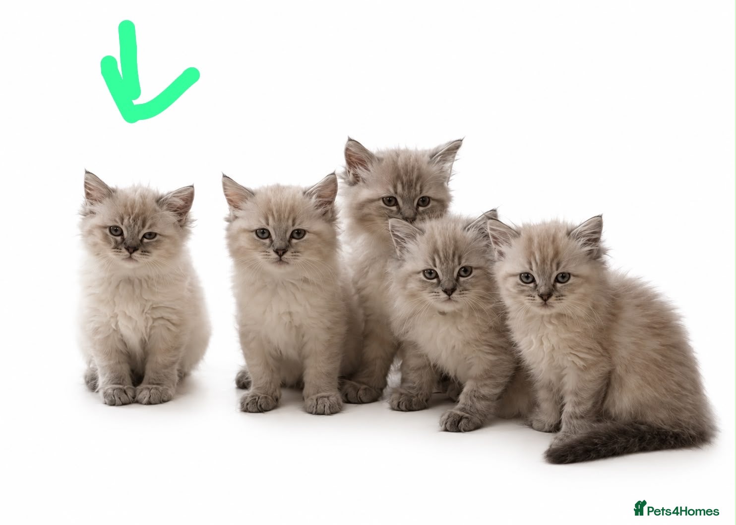 Ragdoll cats 11 Week Old Female Ragdoll - Advert 5
