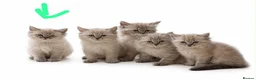 Ragdoll cats for sale: 11 Week Old Female Ragdoll in Manchester - Advert 1