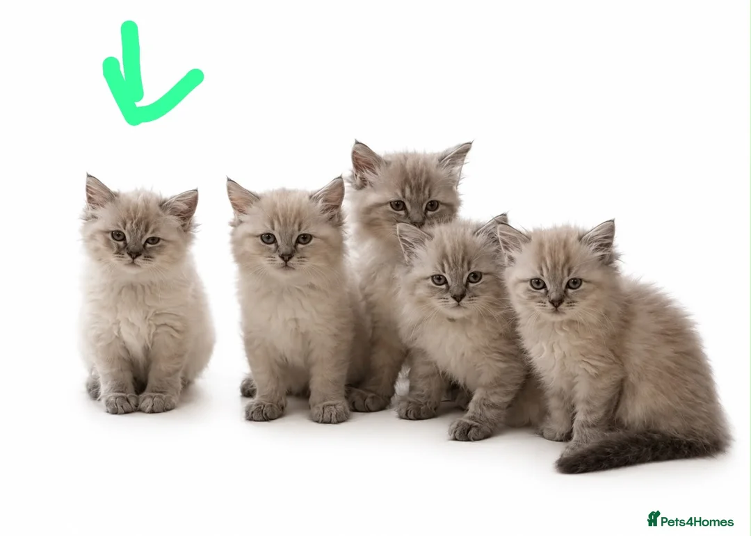 Ragdoll cats for sale: 11 Week Old Female Ragdoll in Manchester - Advert 1