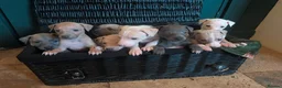 Italian Greyhound dogs for sale: Beautiful IGGY Puppies  - Advert 10