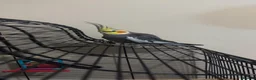 Cockatiels birds for sale: Two Beautiful Cockatiels for Sale – Lemon & Ozi 🦜 - Advert 3
