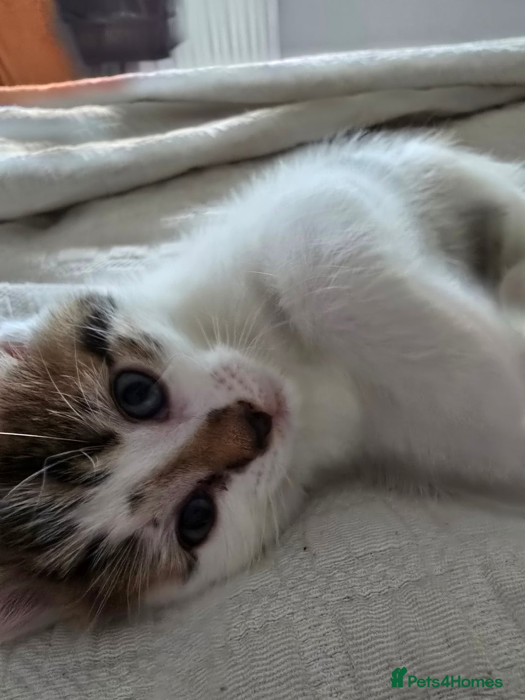Domestic Shorthair cats for sale: Kittens for sale  - Image 2
