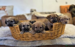 Jack Russell dogs for sale: Beautiful types of broken coated and smoothed  - Image 7