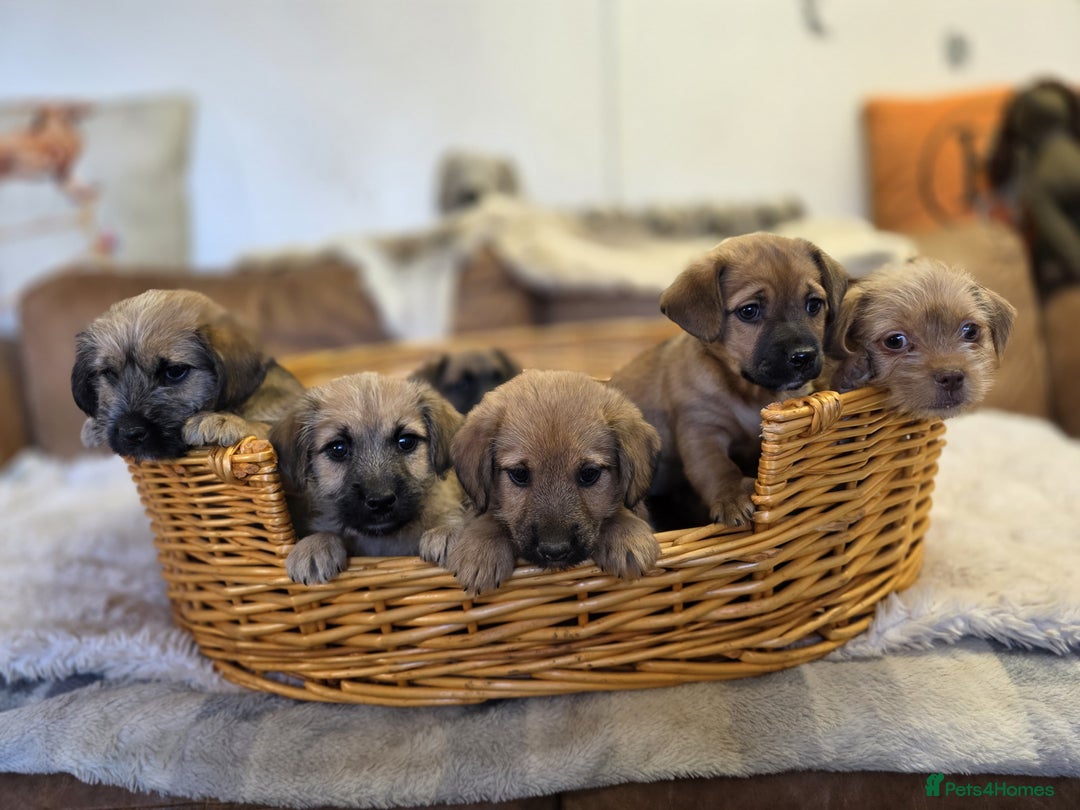 Jack Russell dogs for sale: Beautiful types of broken coated and smoothed  - Image 7