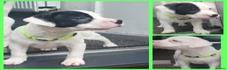 Staffordshire Bull Terrier dogs for sale: Staffordshire bull terrier  1 boy left remaining  - Advert 2